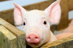 Настоящее и будущее отечественного рынка комбикормов для свиней