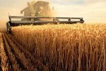 Россия остается одним из мировых лидеров по производству пшеницы