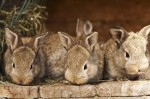 Создание кролиководческой фермы