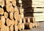 Создание деревообрабатывающего производства на Сахалине