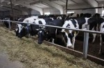 Строительство и создание молочно-животноводческого комплекса на 1200 коров на территории хутора Спорный Изобильненского района Ставропольского края